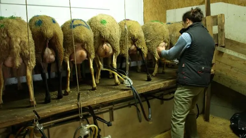 Brebis d'Ecouves - St Nicolas des Bois