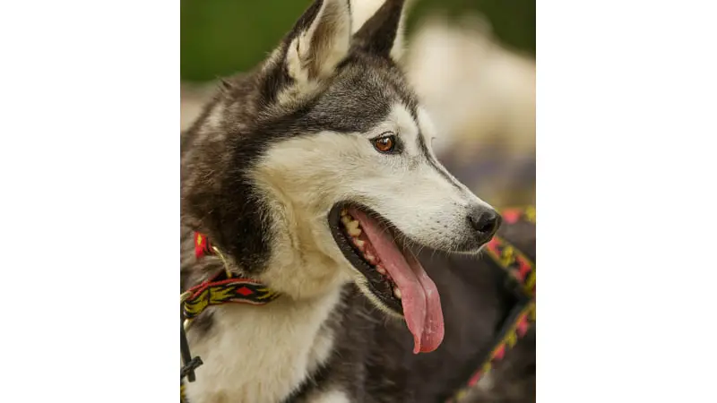 Cani Rando Récréative