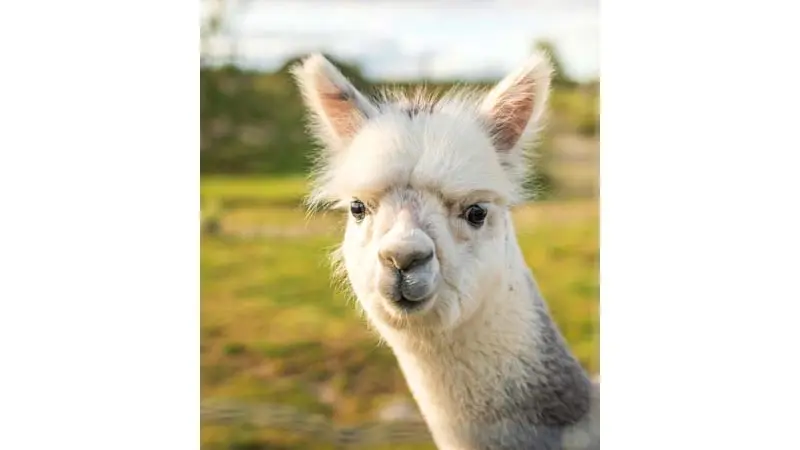 Parc animalier d'Ecouves - Le Bouillon