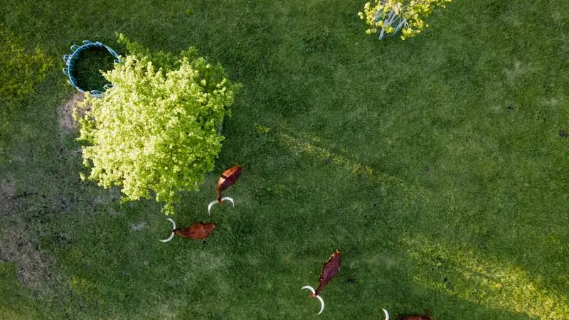 Parc animalier d'Ecouves - Le Bouillon
