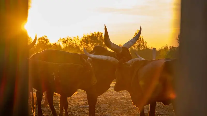 Parc animalier d'Ecouves - Le Bouillon