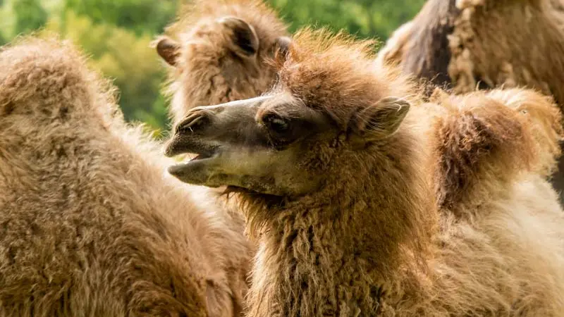 Parc animalier d'Ecouves - Le Bouillon