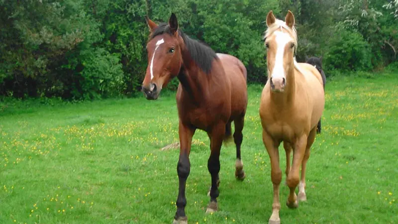 ferme équestre des Tertres