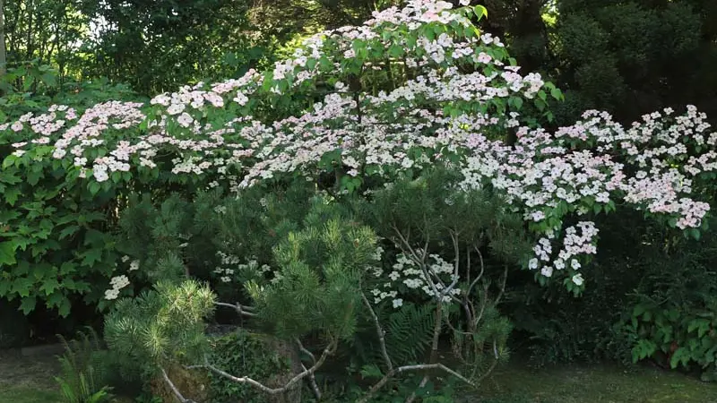 Jardins de la Mansonière - Saint Céneri le Gérei