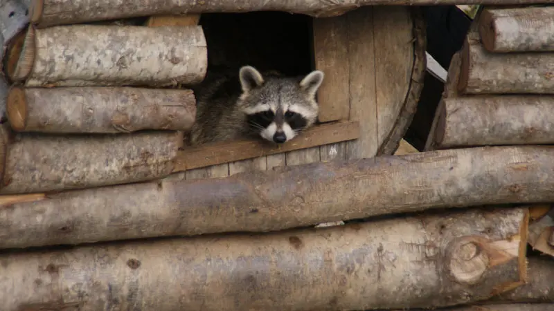 Parc animalier d'Ecouves - Le Bouillon