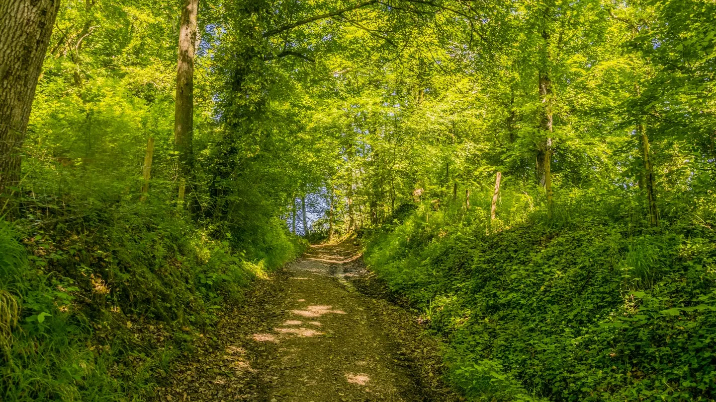Le cap d'Arrandes - Arbus - Chemin