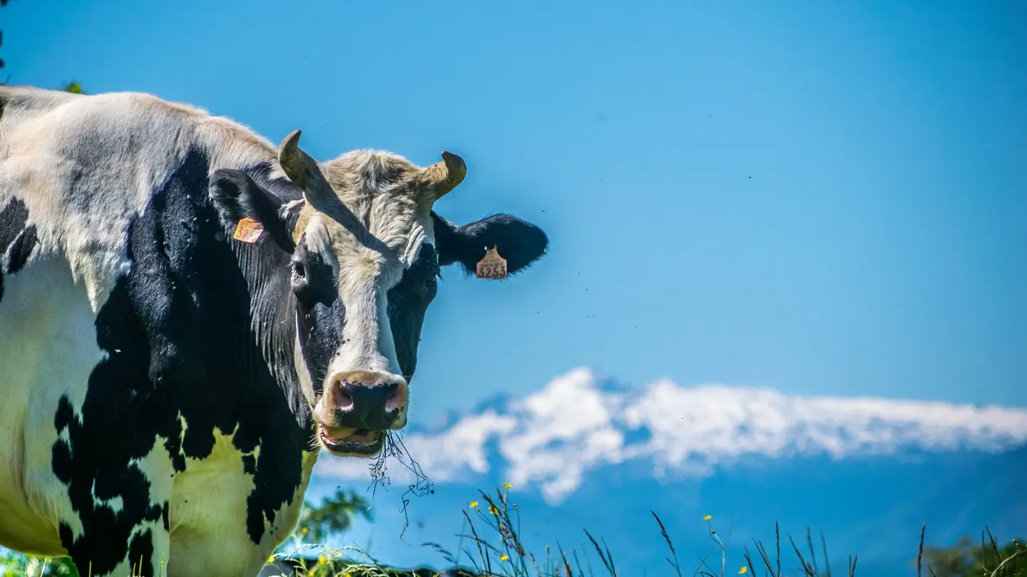 Le cap d'Arrandes - Arbus - Vache