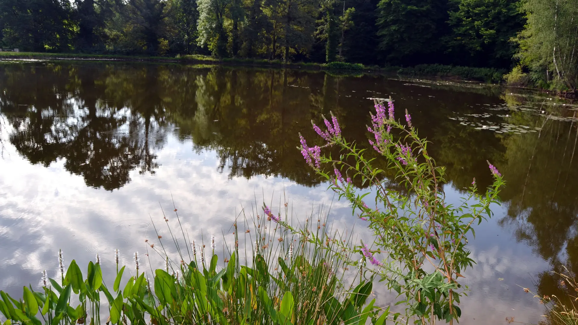 Arboretum AL GAULHIA_3