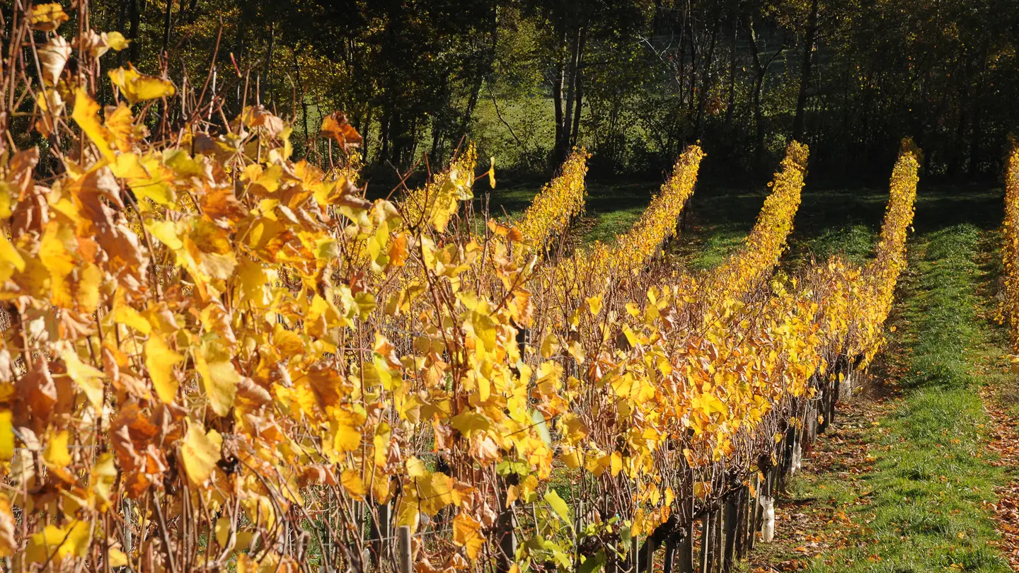 Domaine du Cinquau - Artiguelouve - les vignes 2