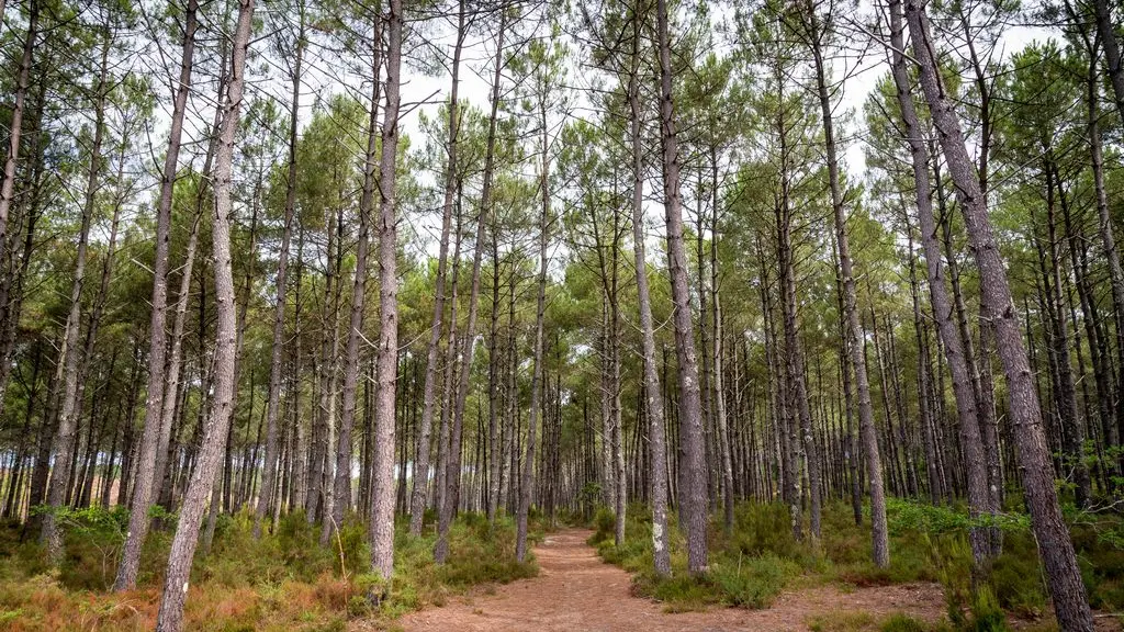 2021_sentier_Bias (1) (Copier)