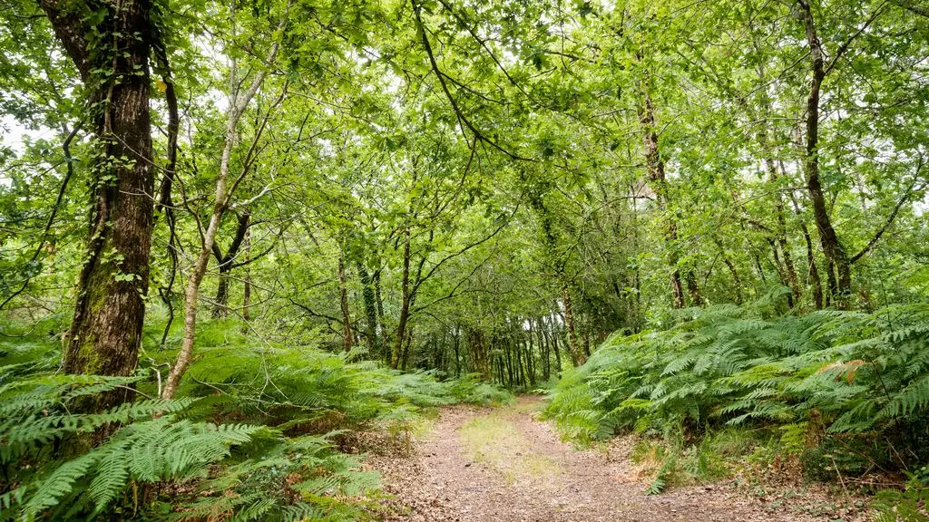 2021_sentier_Bias (2) (Copier)