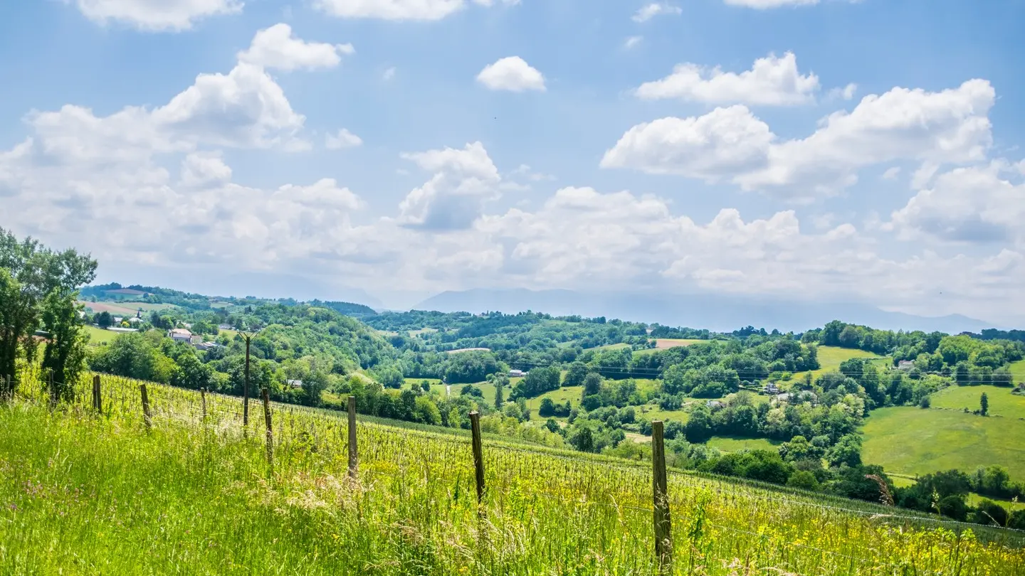 Côteaux de las hies - Vigne 1