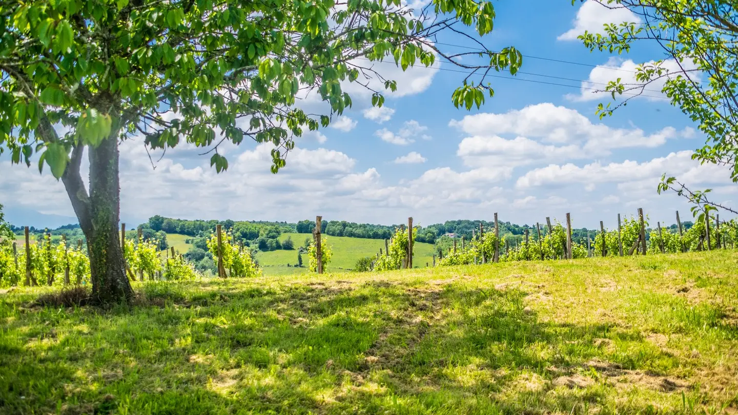 Côteaux de las hies -Vigne 2