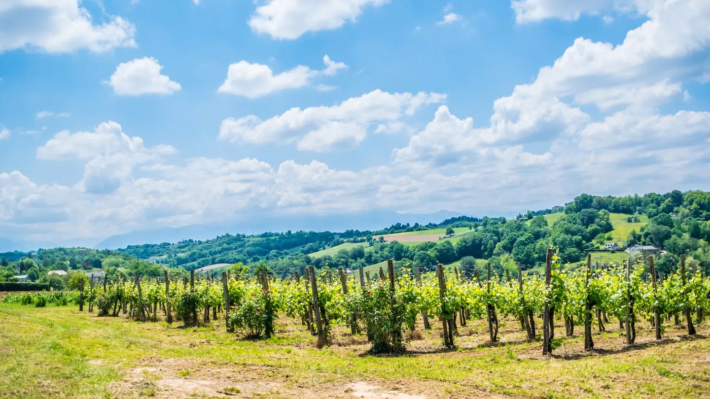 Côteaux de las hies - Vigne 3