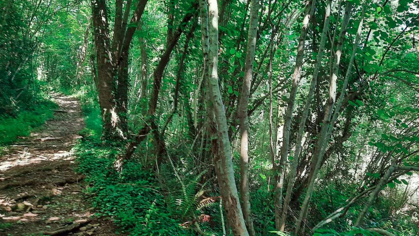 Terra Aventura - Bosdarros - chemin