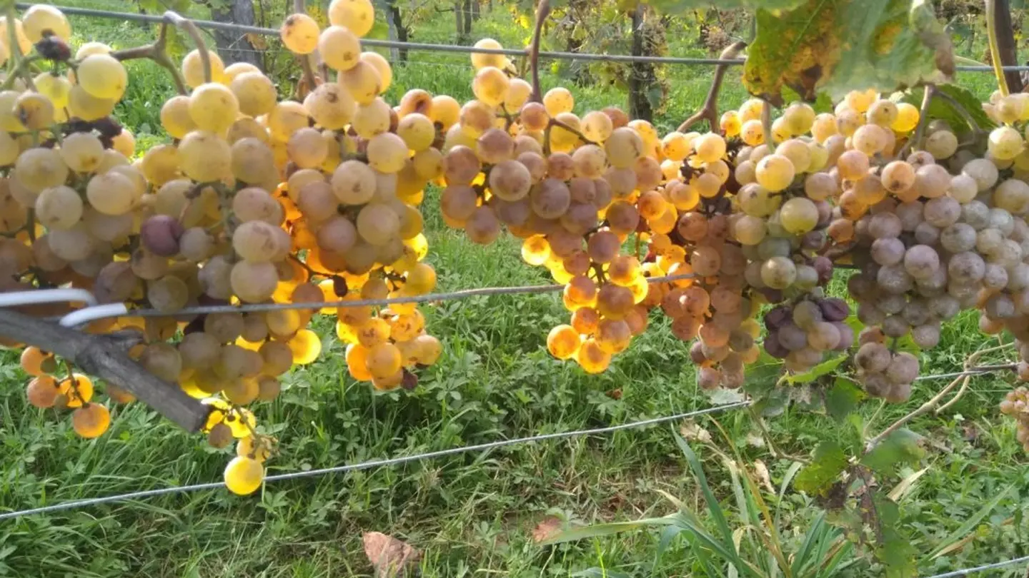 Clos Thou - Chapelle de Rousse - les vignes