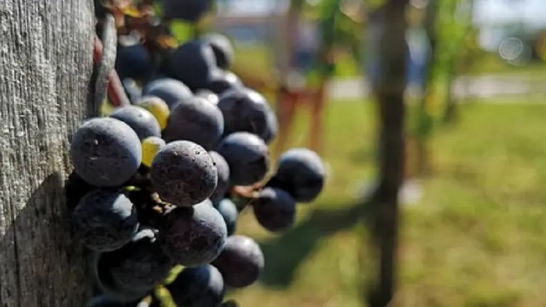 verger conservatoire Mugron - vigne