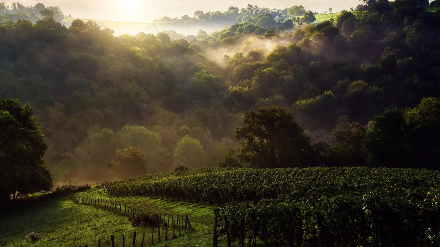 Camin larredya - Chapelle de Rousse - le vignoble