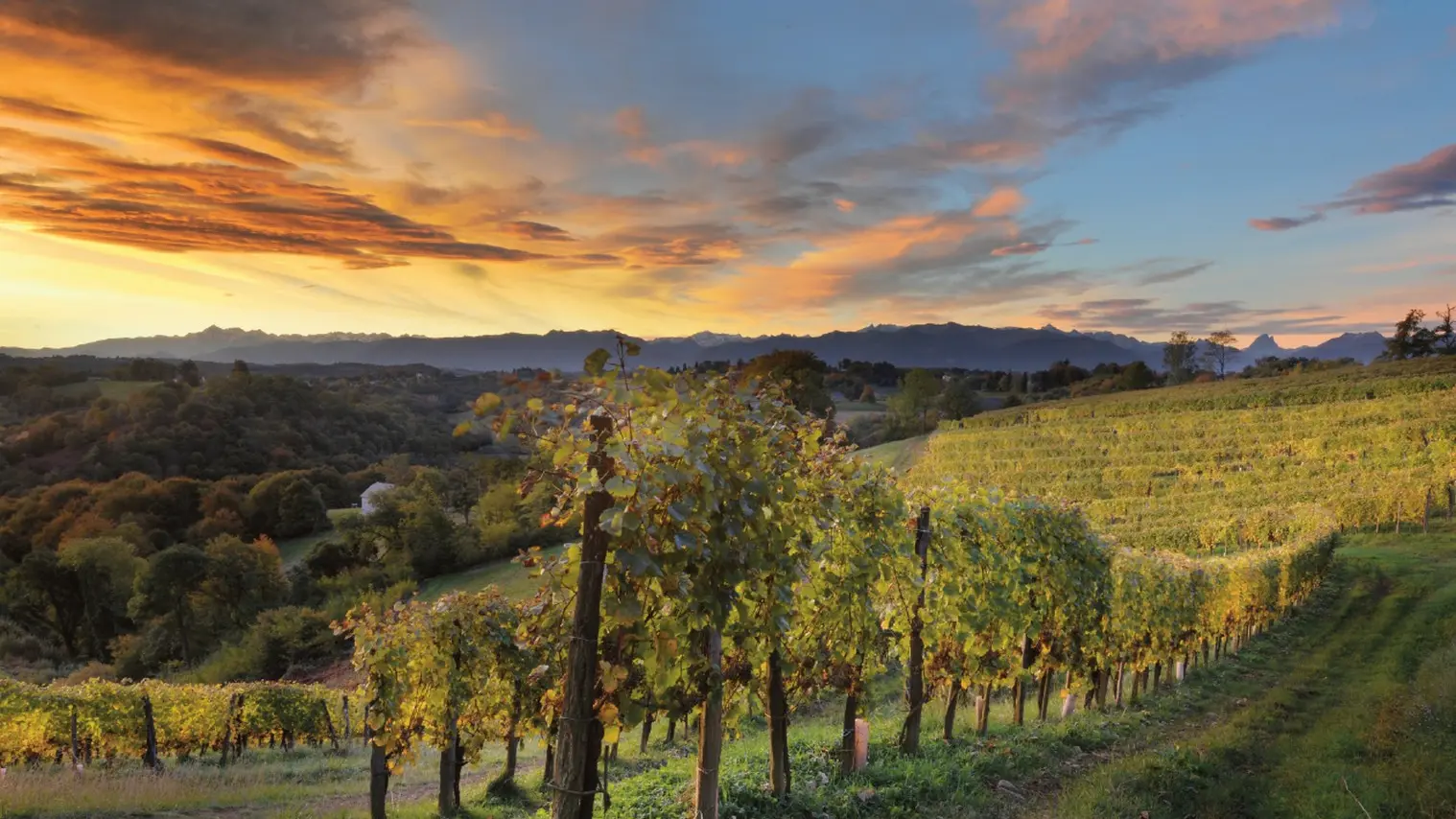 Camin larredya - Chapelle de Rousse - les vignes