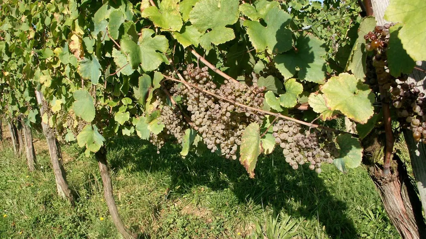 Domaine Vignau La Juscle - Aubertin - le raisin