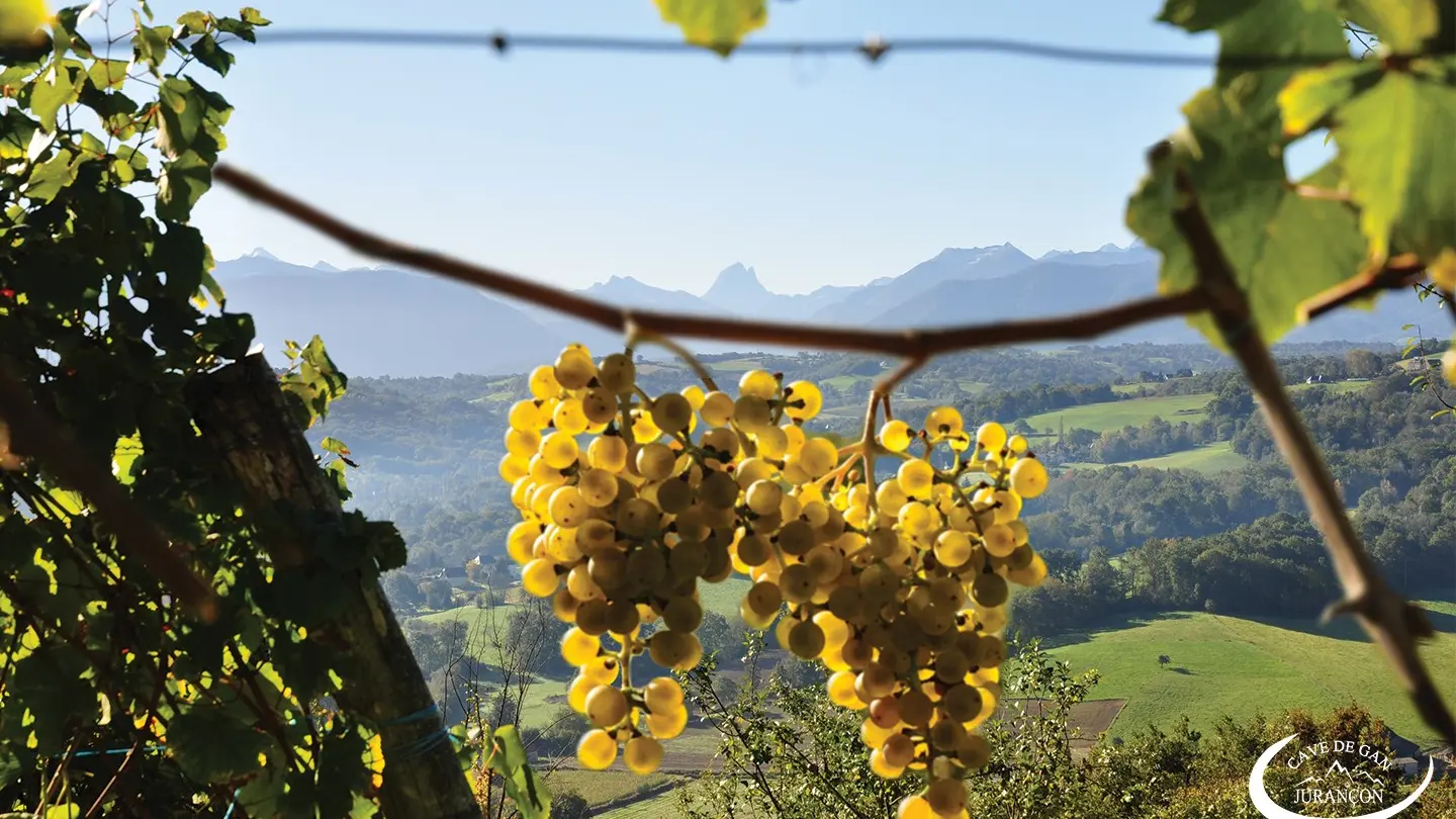 Cave des producteurs de Jurançon - Gan - Vignes