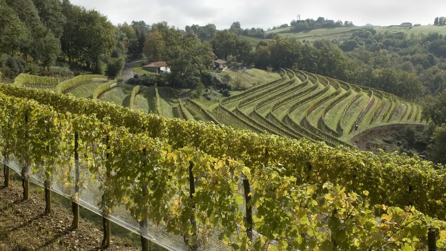 les Jardins de Babylone - Aubertin - les vignes