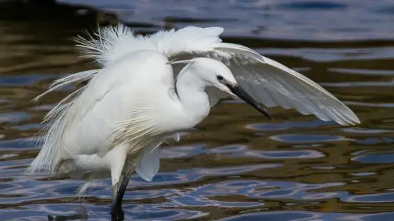 Aigrette les pattes dans l'eau