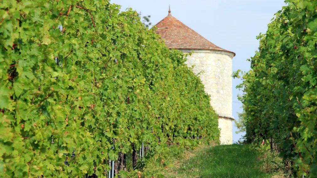 Autour de Monbazillac_Château Montdoyen (46)_2