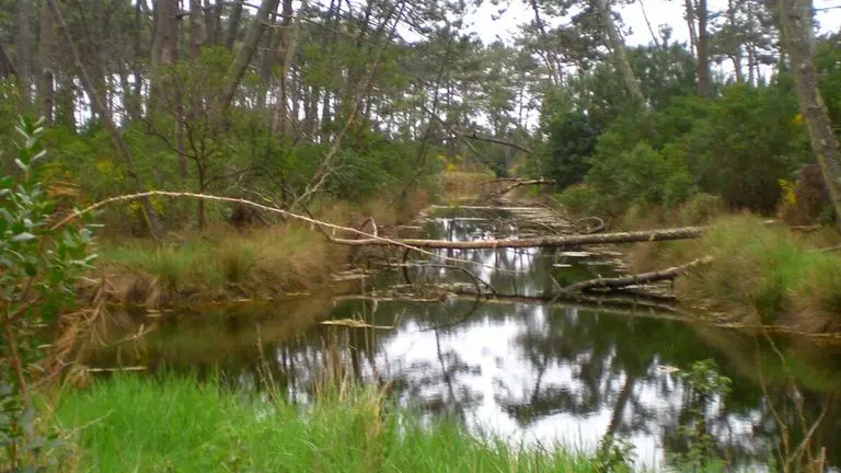 Berges humides et sauvages