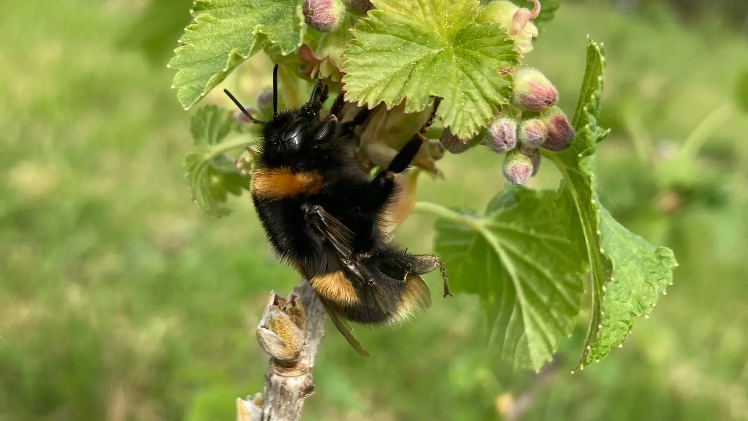 ferme-du-séchoir-cassis-beleymas-tourisme-vallée-isle