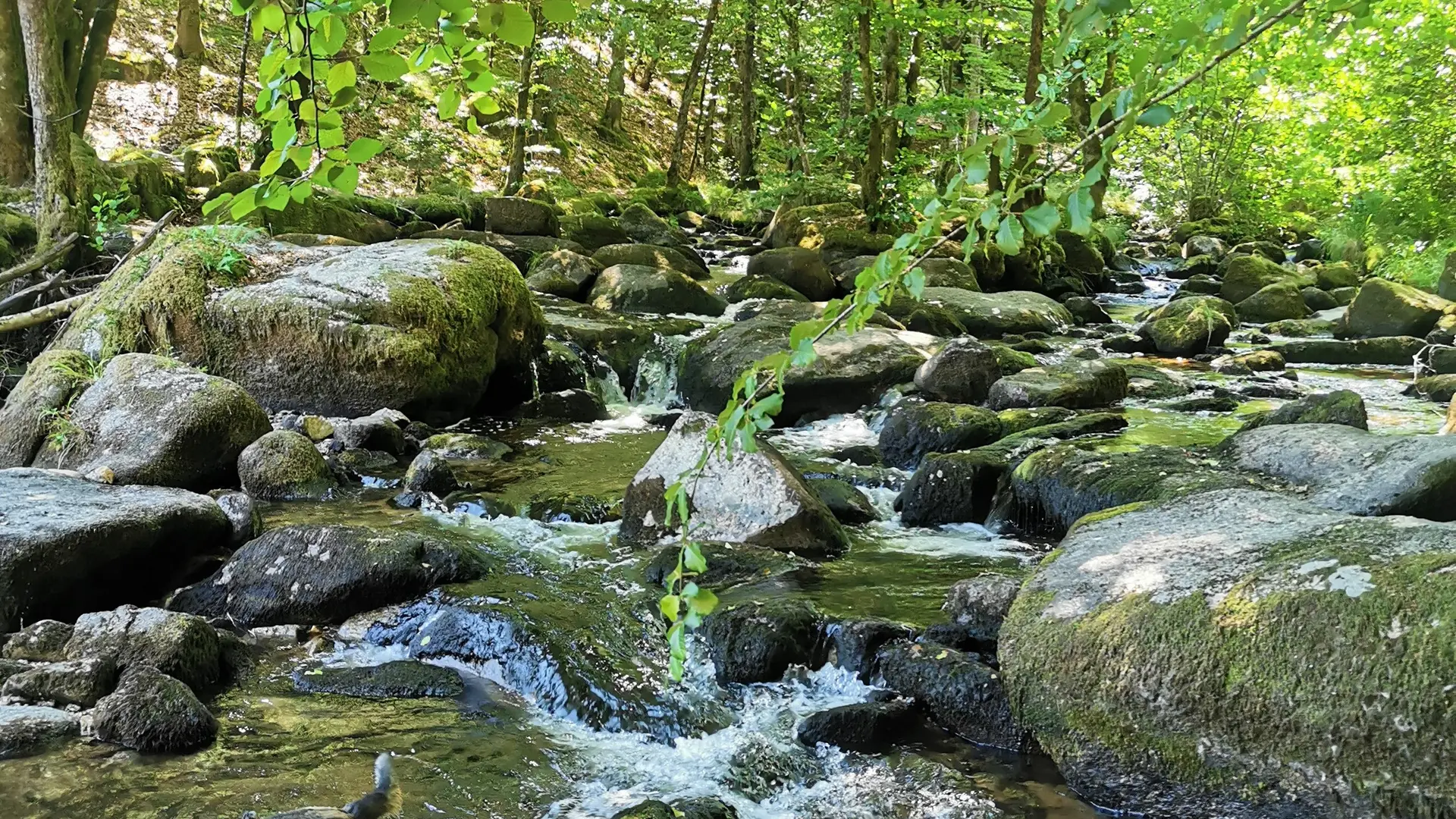 Cascades du Deiro avec son chien