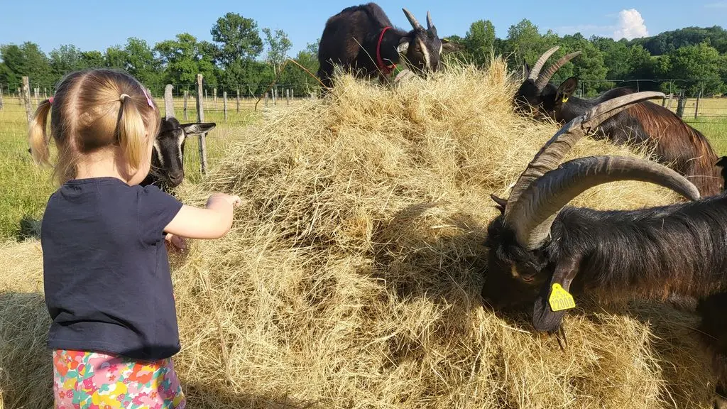 Chevrier - La Ferme à Roulettes