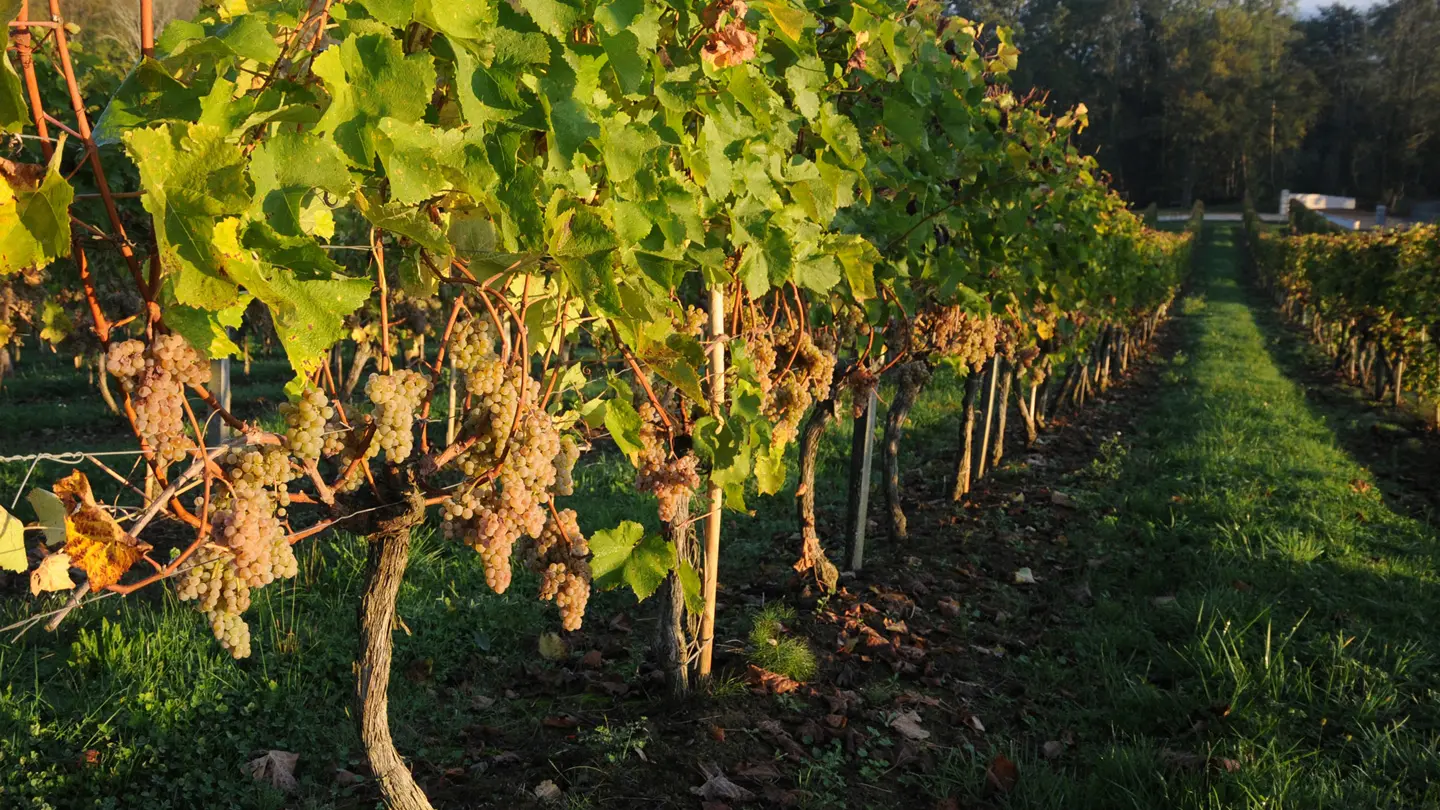 Domaine du Cinquau - Artiguelouve - les vignes 3