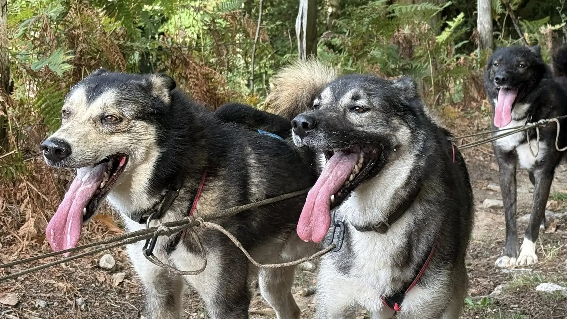 Cornil chien