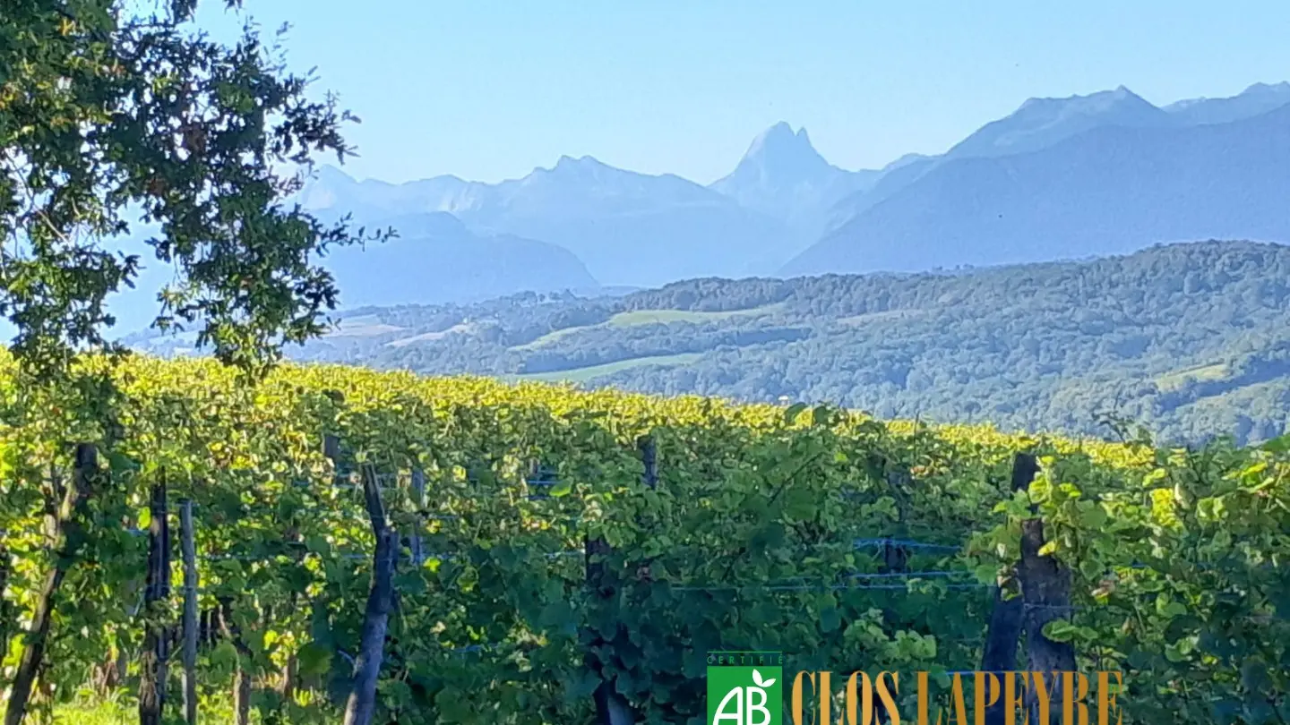 Clos Lapeyre Vins de Jurançon - oenotourisme - Vallée d'Ossau vignoble été