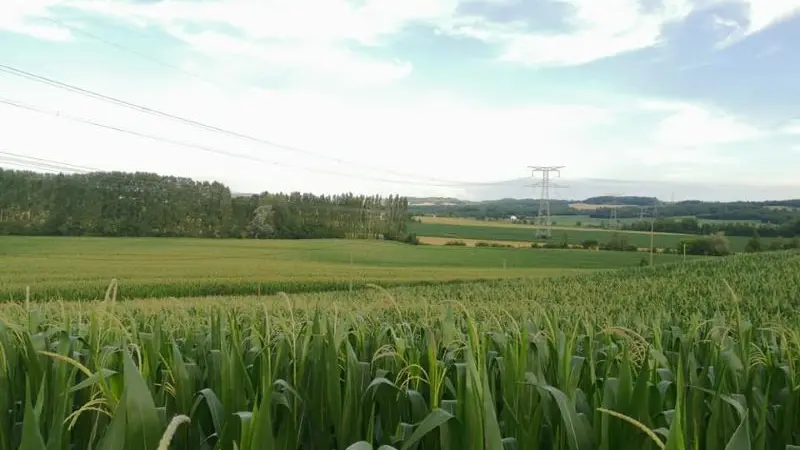 DEG_le rdv des fins gourmets_Verteuil_céréales