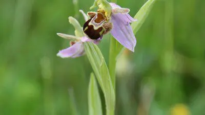 Domaine de Moulin Pouzy - Ophrys