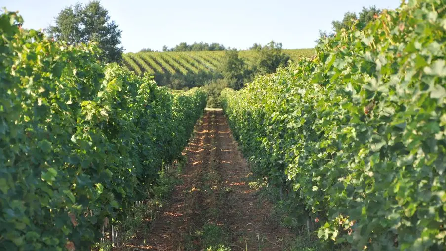 Domaine de Perreau Sauvignon Gris 2