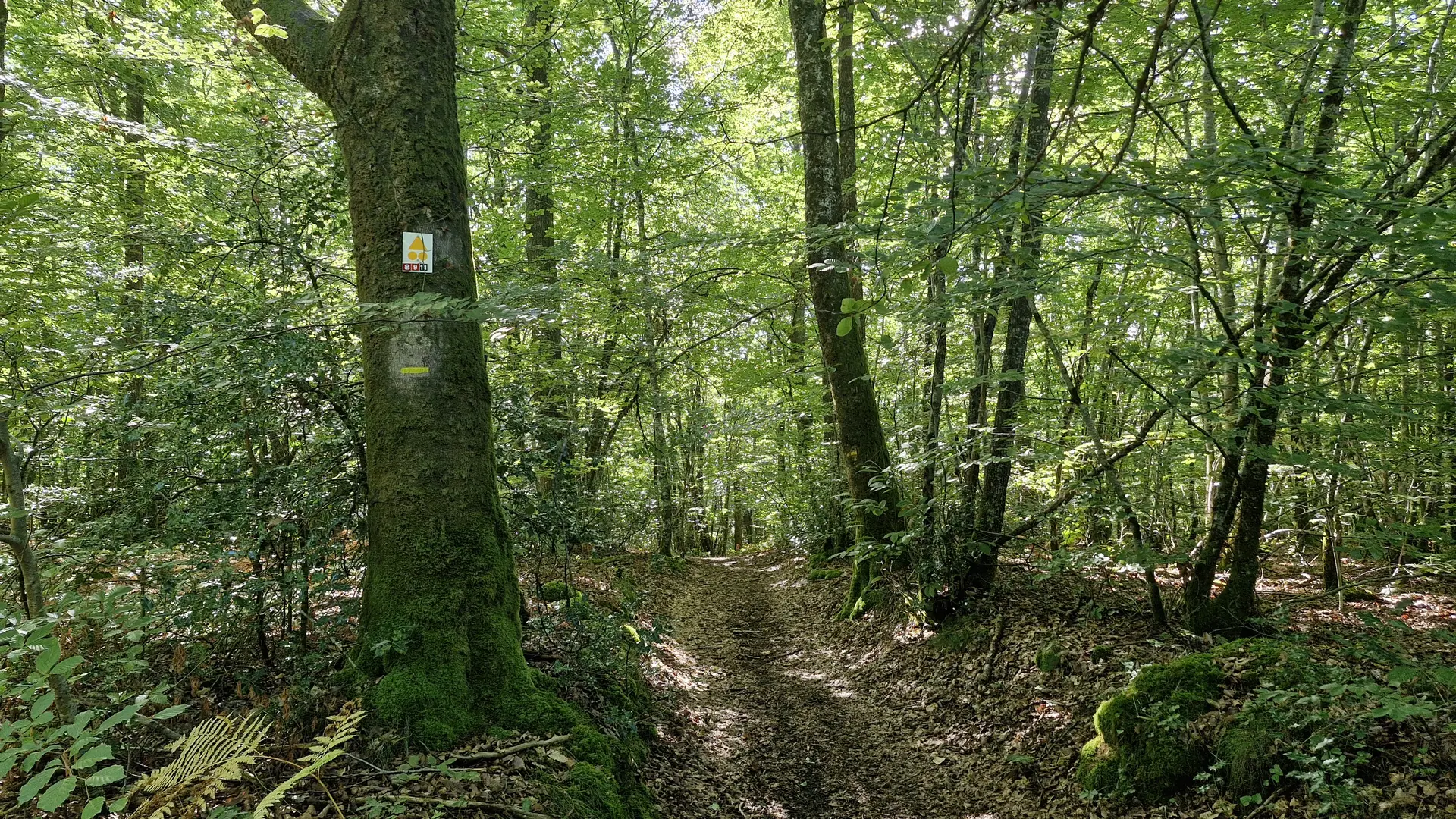 Forêt de Montard - Forêt de Meilhards - Masseret-Lamongerie © JL OT TDC
