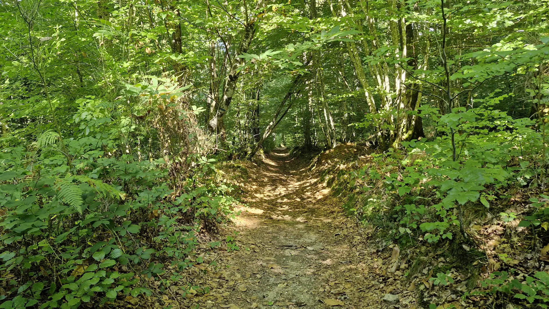 Forêt de Montard - Masseret-Lamongerie - la boucle des 3 villages © JL OT TDC (2)