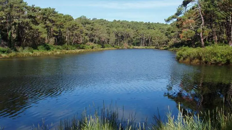 Ilots parmis la vaste étendue d'eau