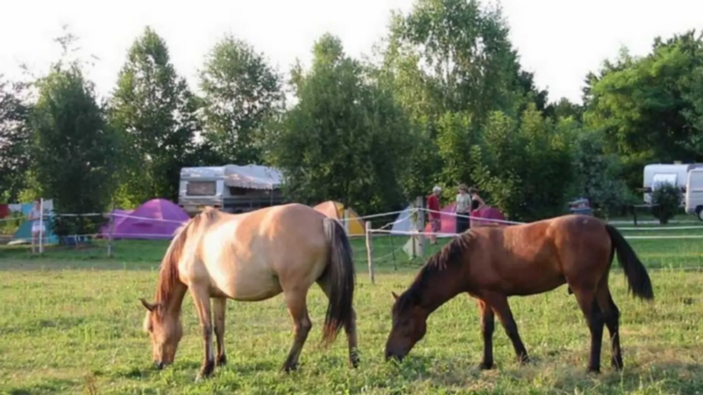 Camping Poublan Lo Casau - Artigueloutan - Ferme équestre