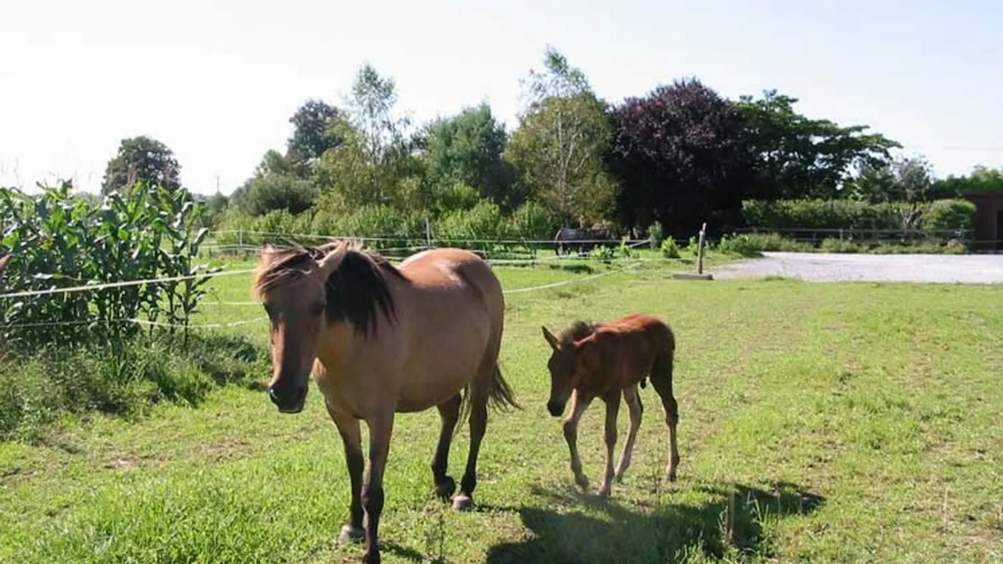 Ferme équestre Lo Casau - Artigueloutan - chevaux