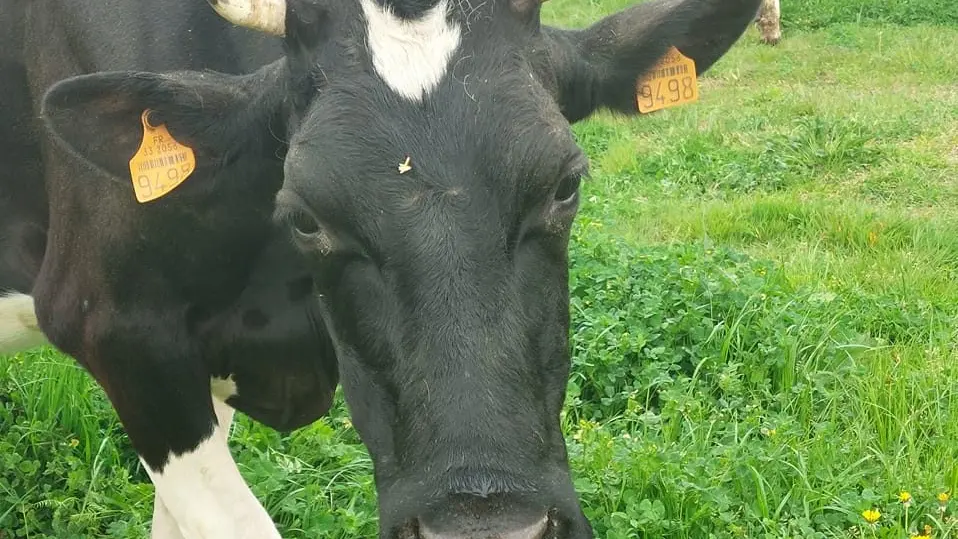 La Ferme de Dudu (2)