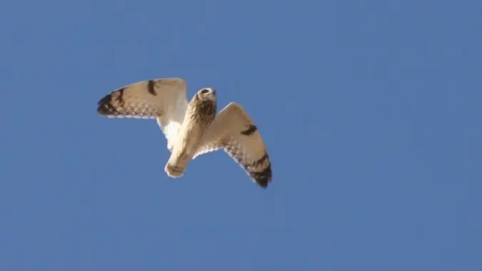 La pointe est un haut lieu de passage du hibou des marais