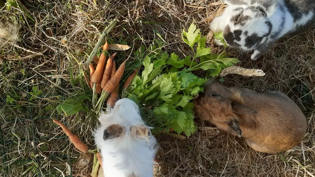 Lapins - ferme à Roulettes