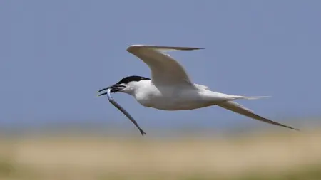 Les caugek nicheuses du banc d'Arguin viennent pêcher au large de la pointe