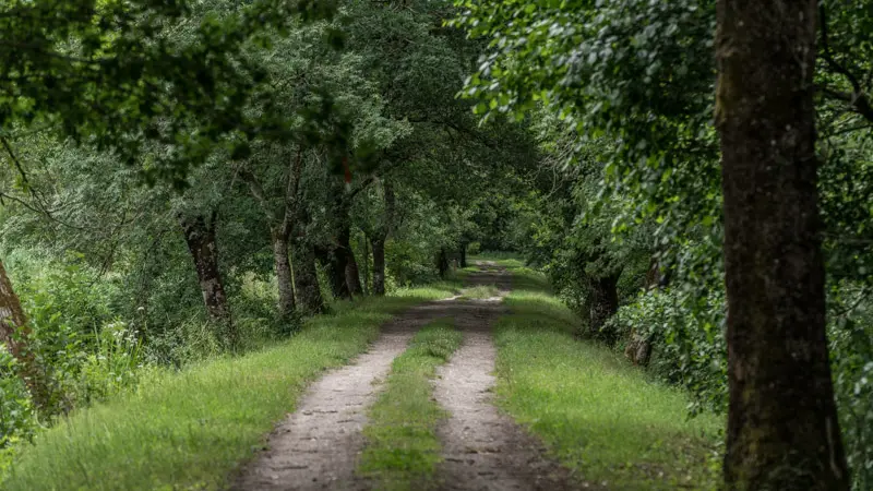 Les-marais-d-Arcins-Soussans2