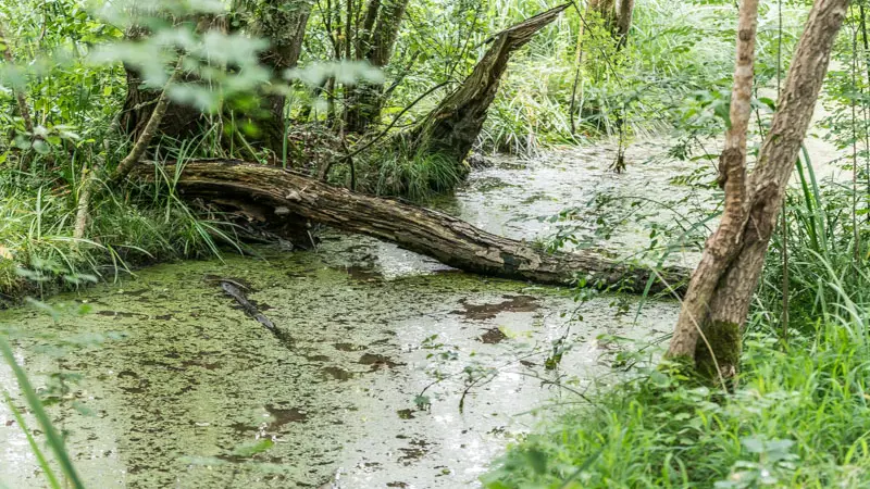 Les-marais-d-Arcins-Soussans4