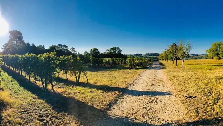 Les vignes sur le plateau de La Renaudie